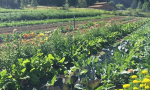 From Soil to Soul: Why What You Eat Matters More Than Ever