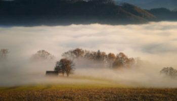 IN Fog trees